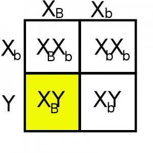 X-linked chi square