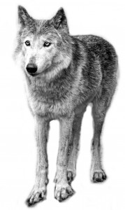 Black and white wolf