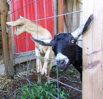 Cute goats