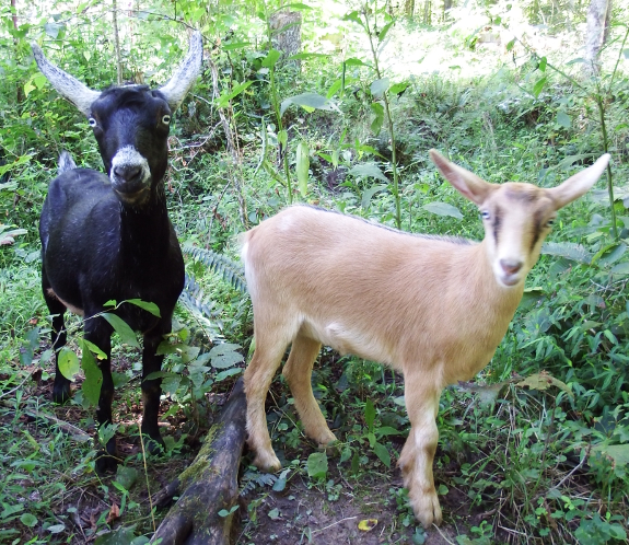 Uncertain goats