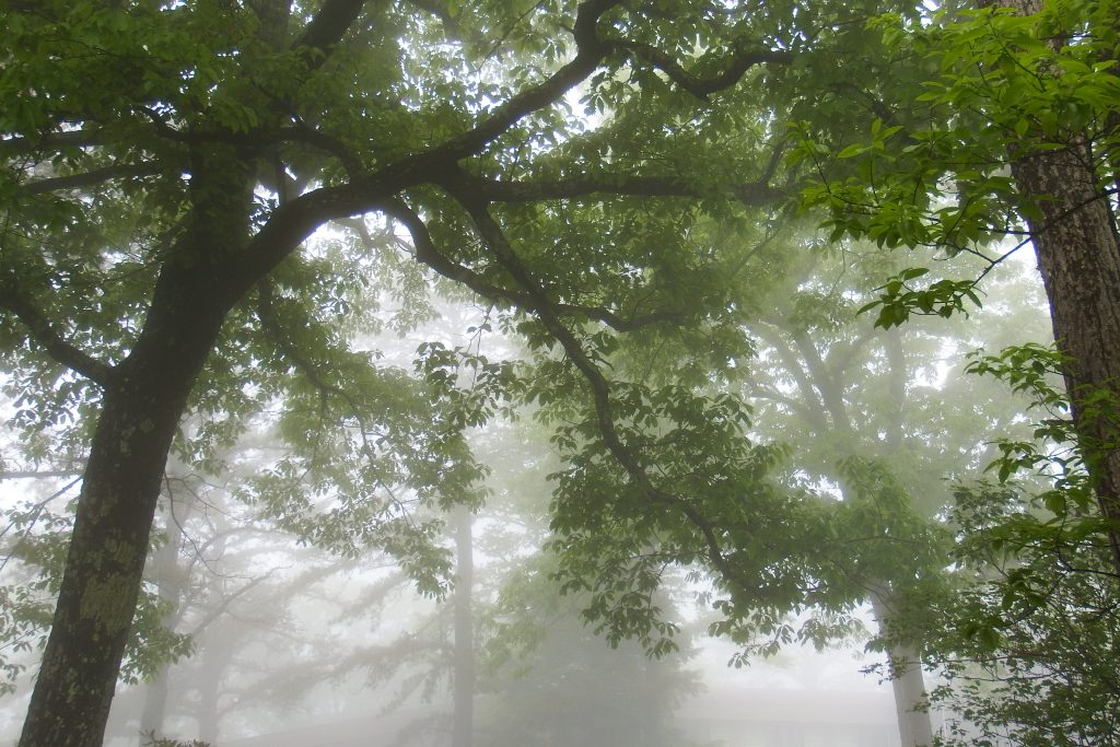 Foggy trees