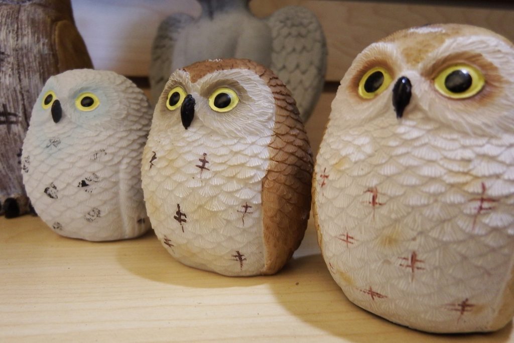 Wise owls