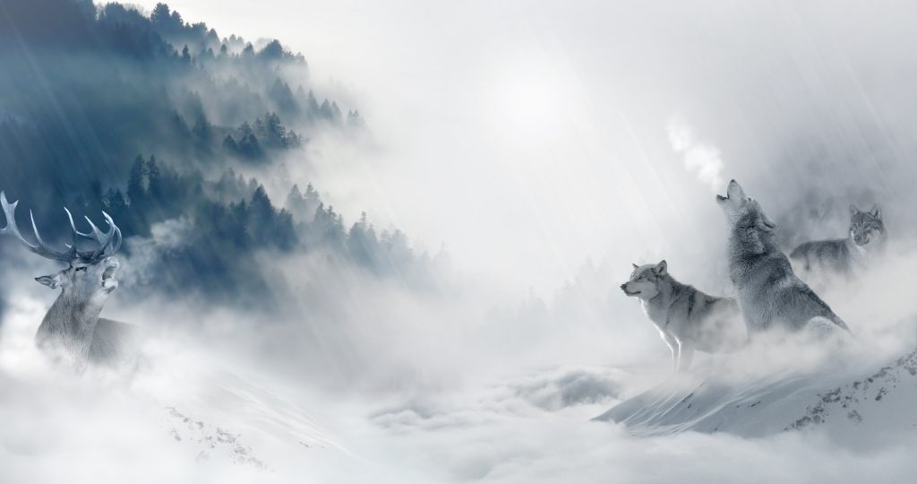 Wolf in the fog