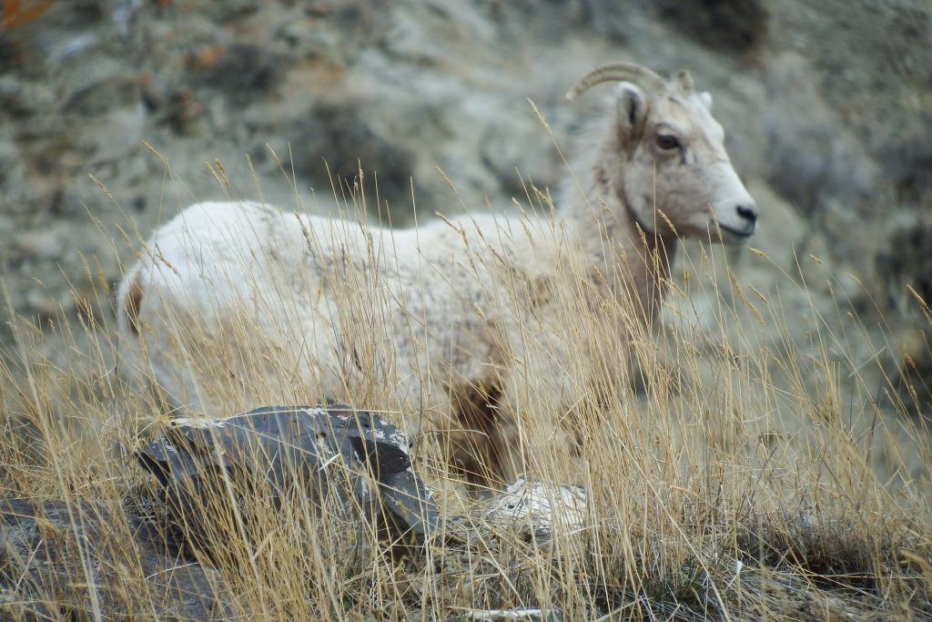 Bighorn sheep