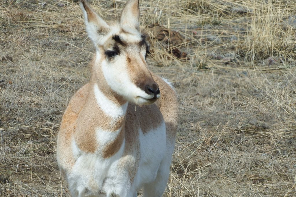 Pronghorn antelope