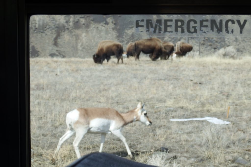 Pronghorn antelope and bison