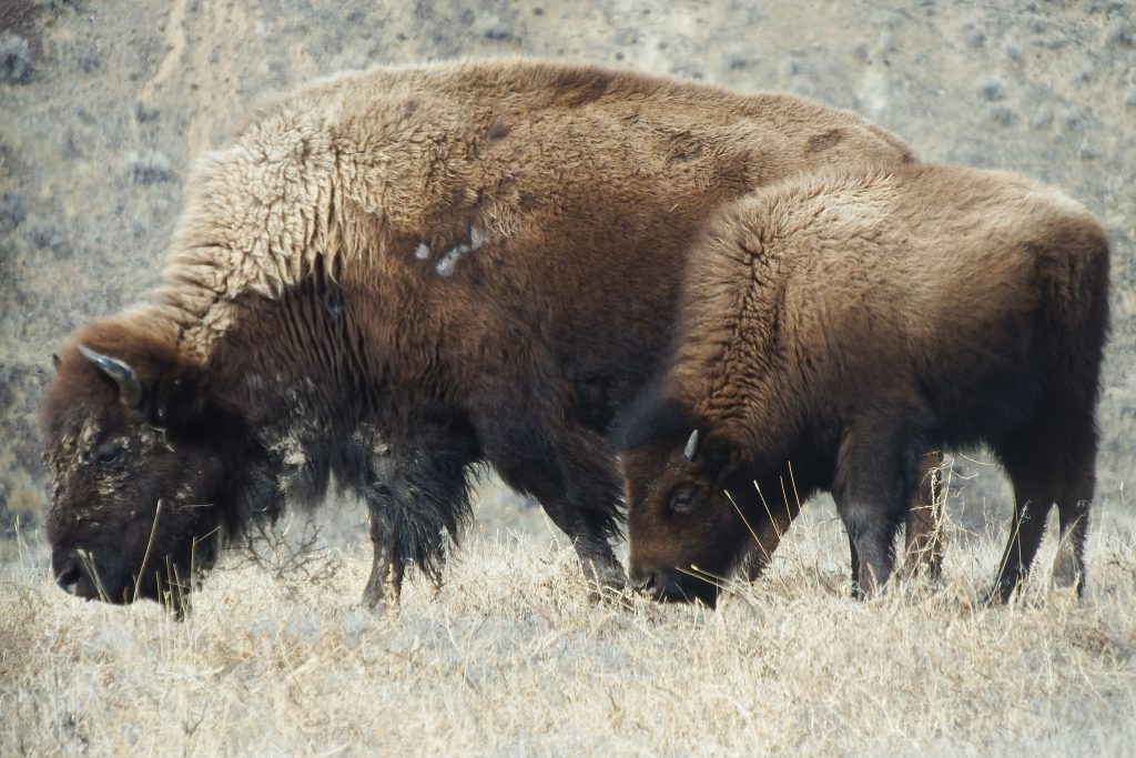 Bison