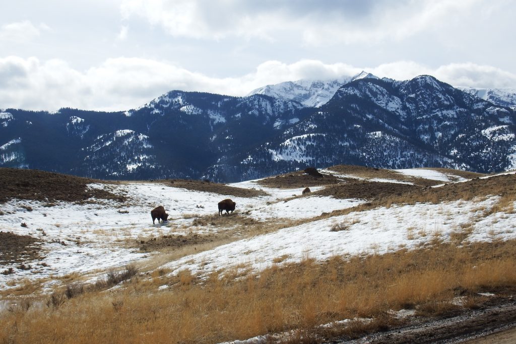 Bison and mountains