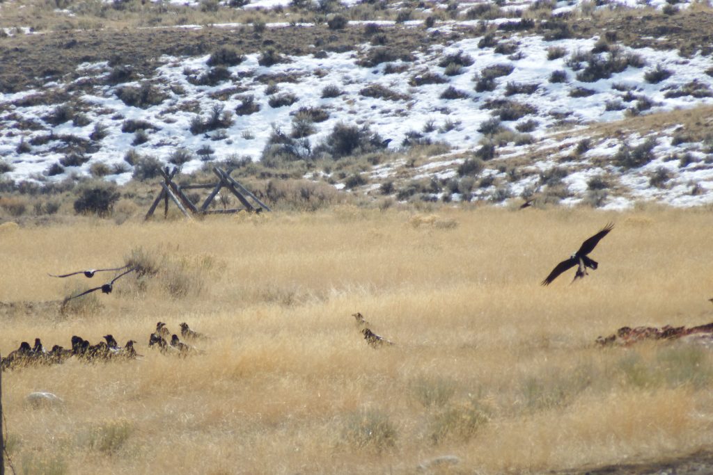 Ravens on a carcass