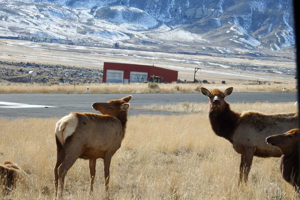 Elk