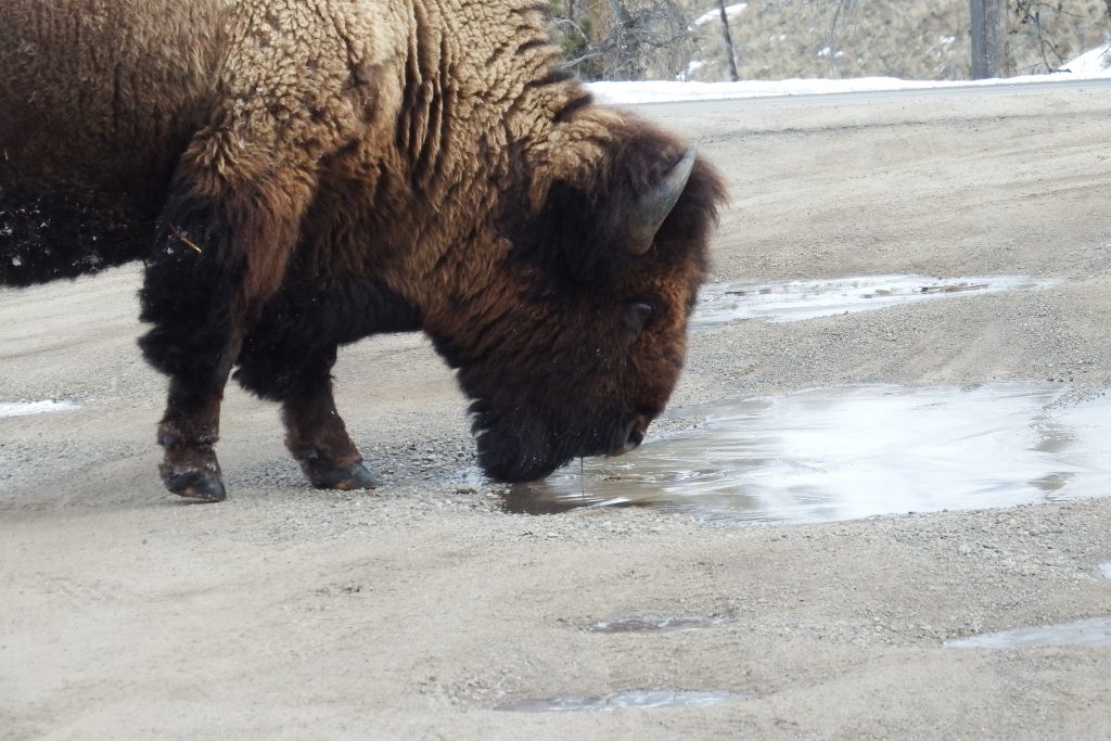 Buffalo drinking from a puddle