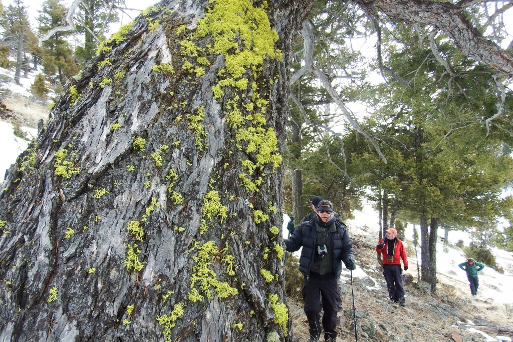 Yellowstone lichen