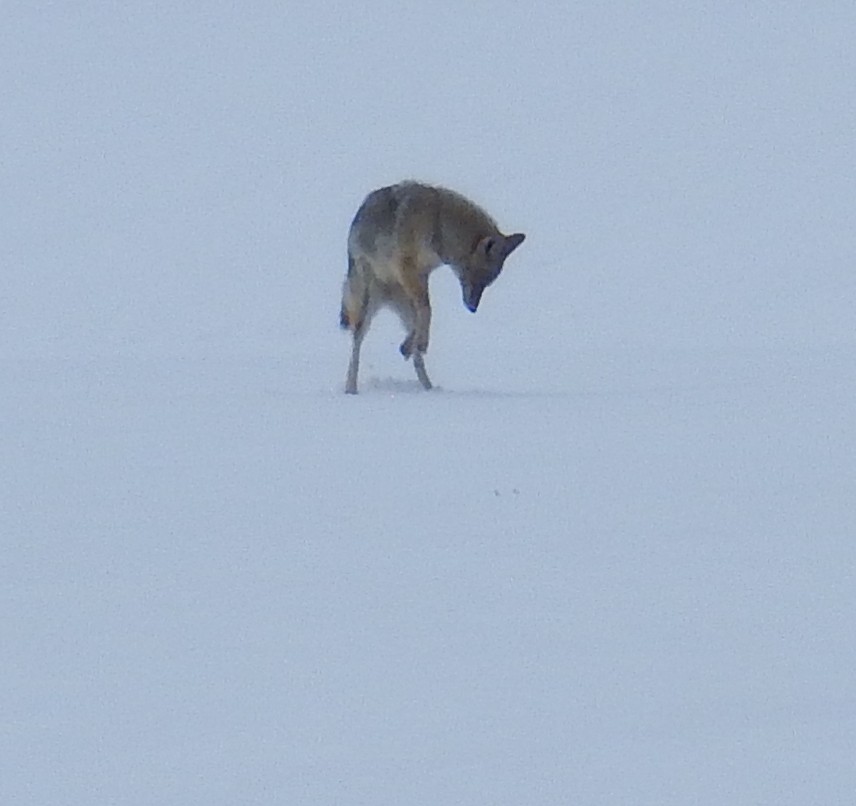 Mousing coyote