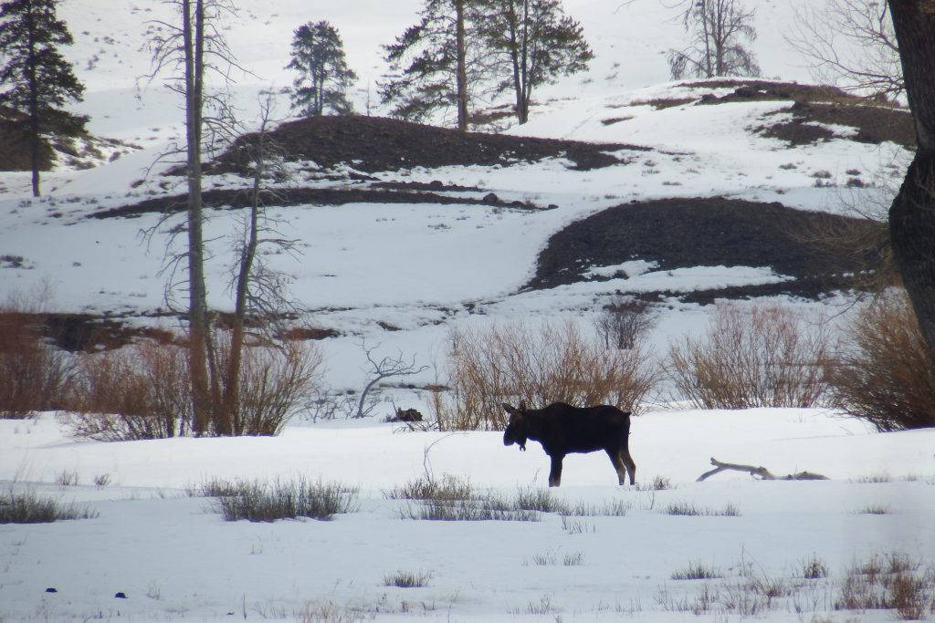 Bull elk without his antlers