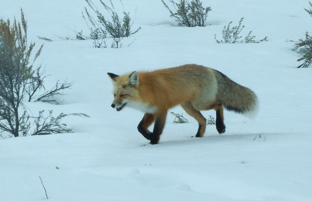 Laughing fox