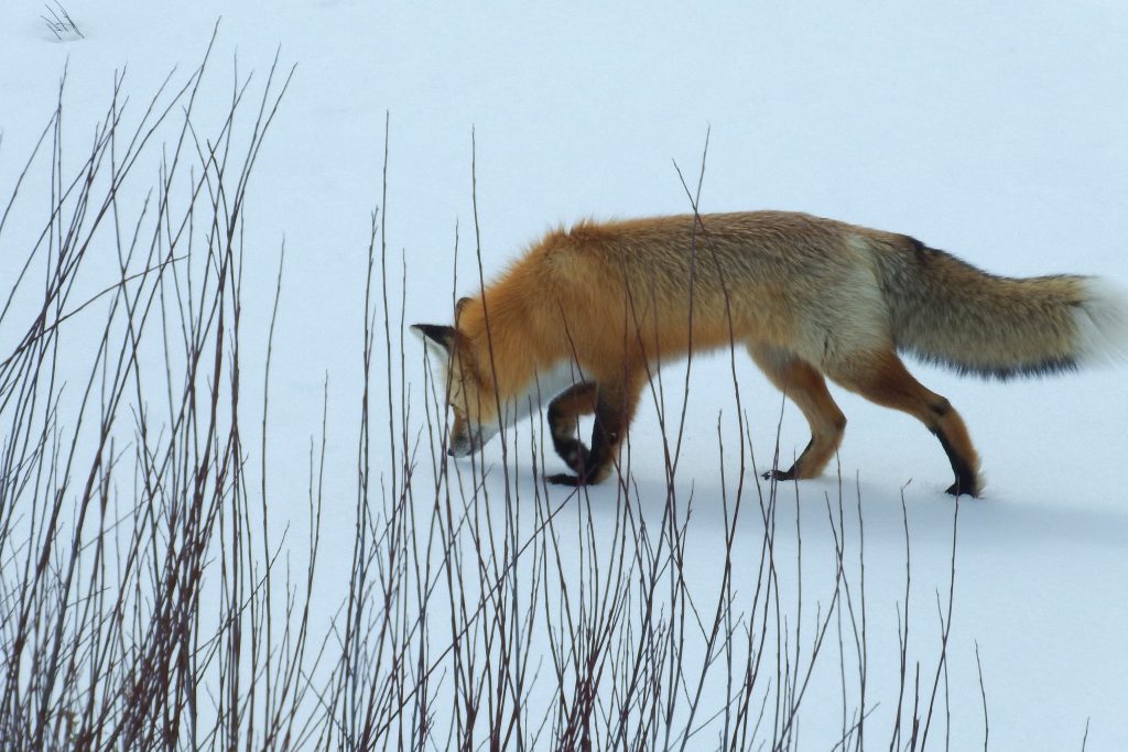 A fox in the willows