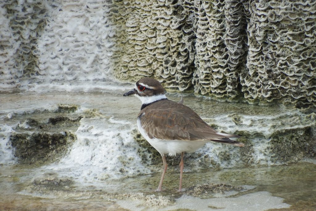 Killdeer at a hot springs