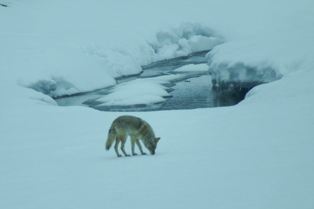 Coyote beside icy pond