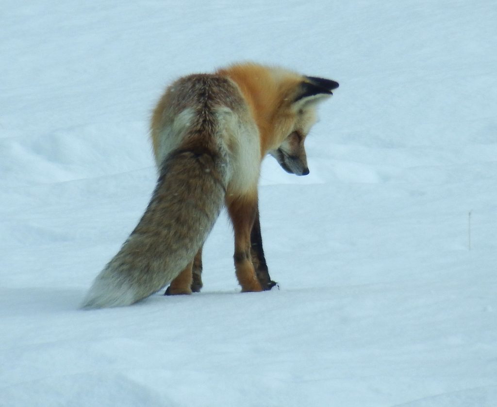 Fox looking at the ground