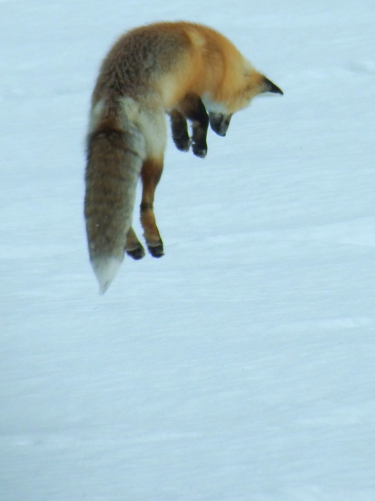 Leaping fox
