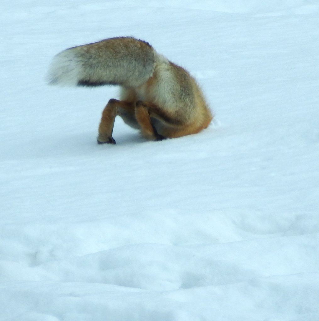 Fox in a hole