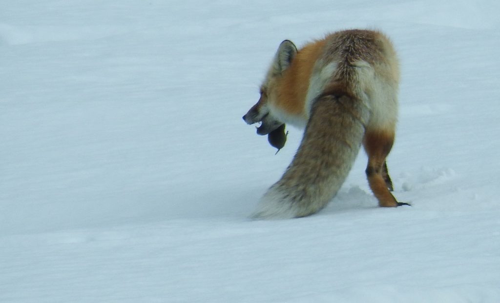 Fox eating a vole