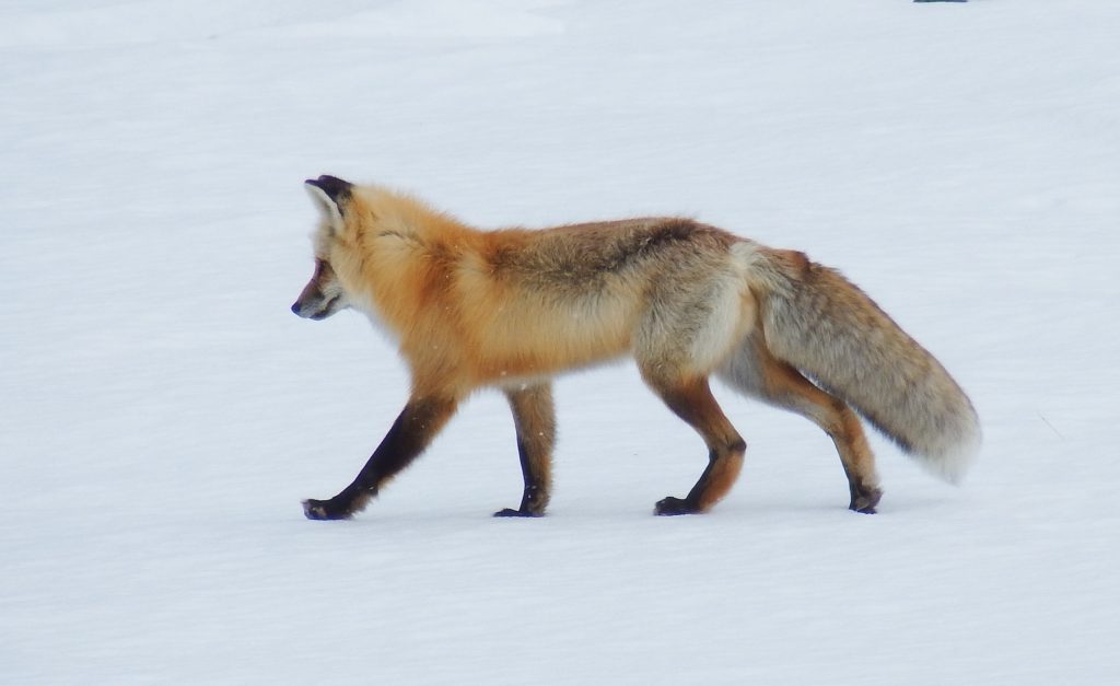 Walking fox