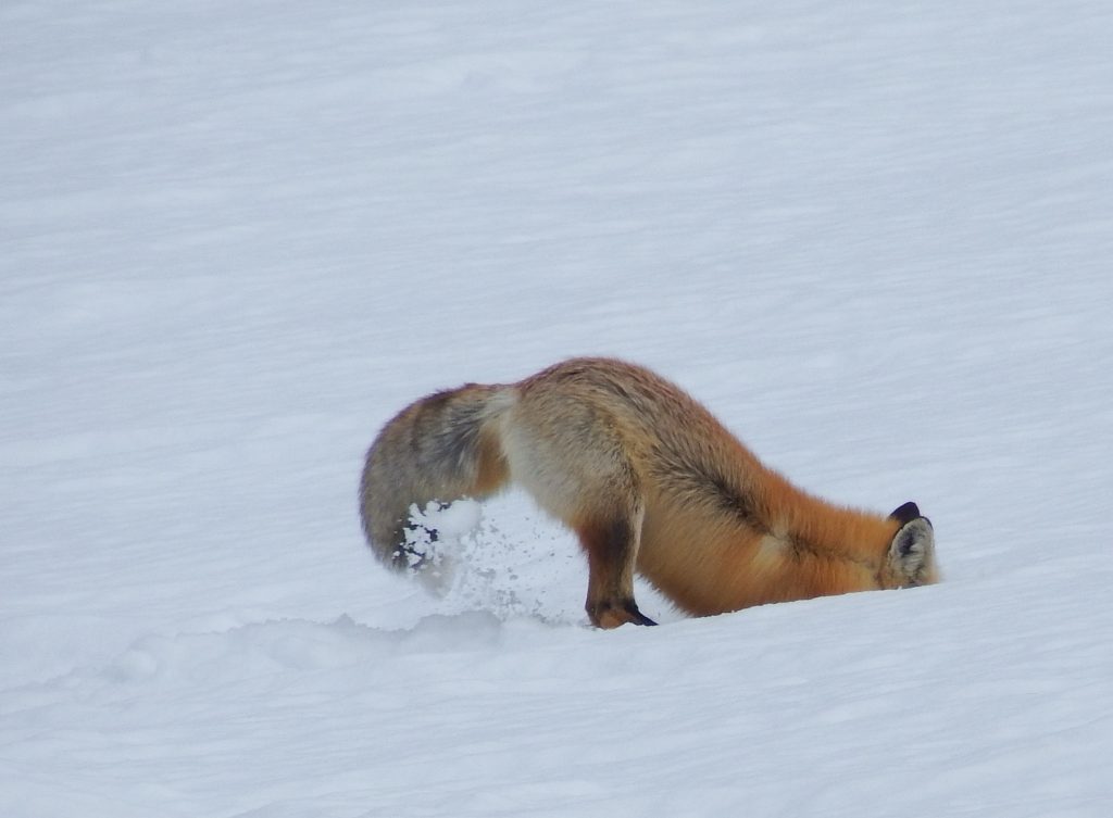 Digging fox
