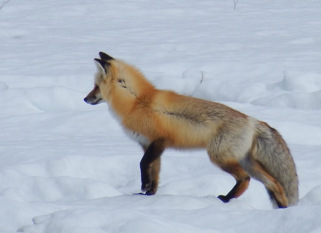 Listening fox