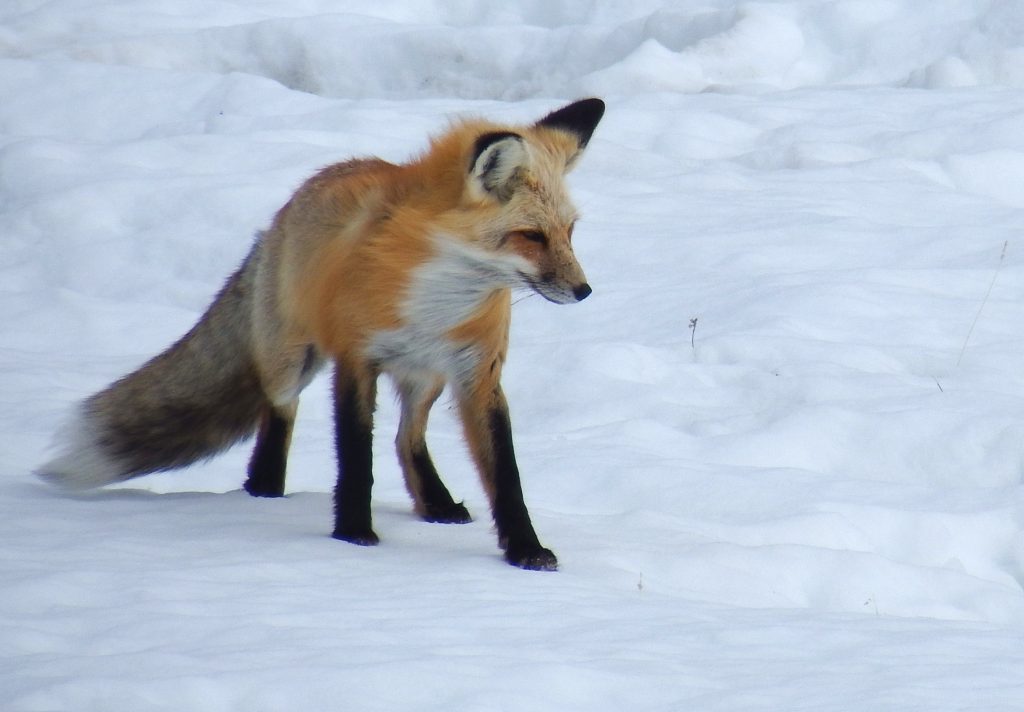 A fox braced against the wind
