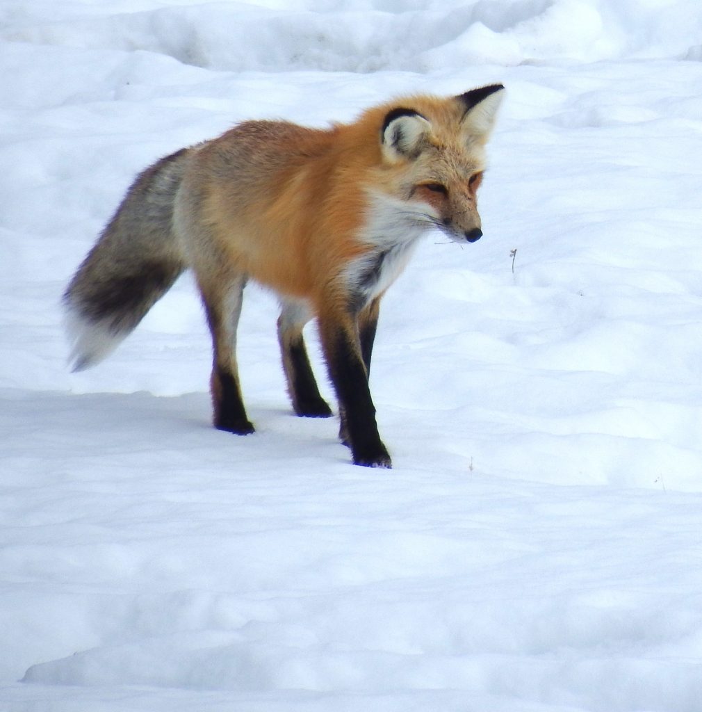 Listening fox