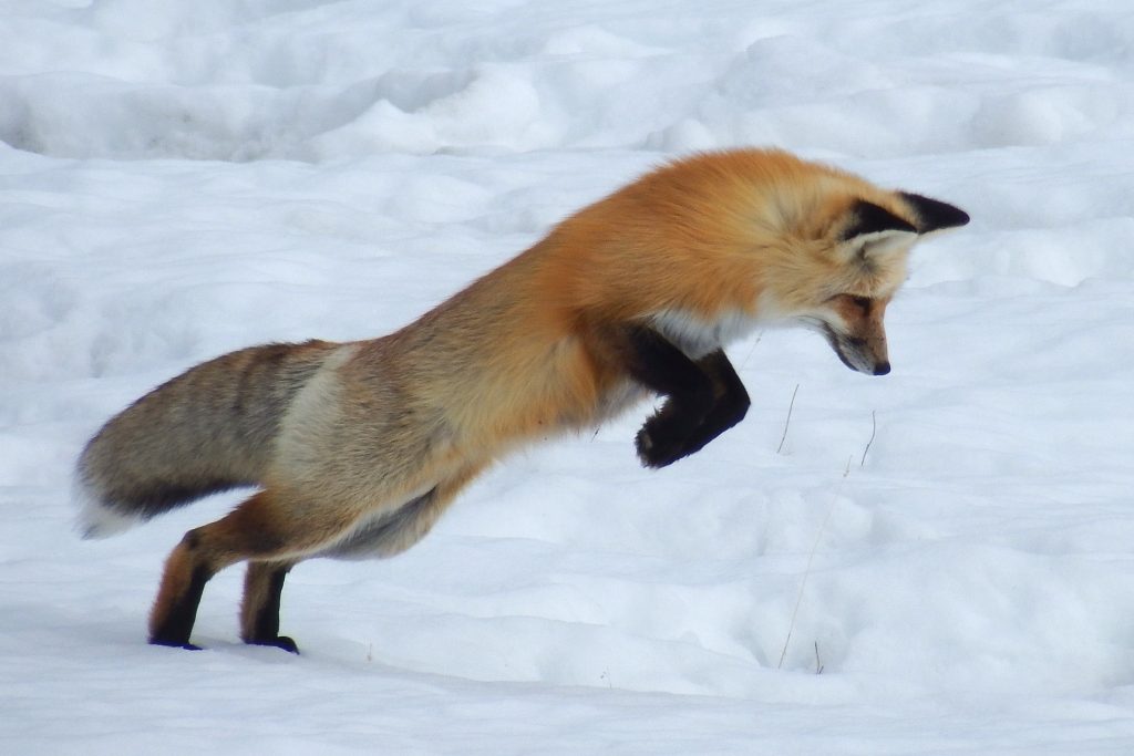 Pouncing fox