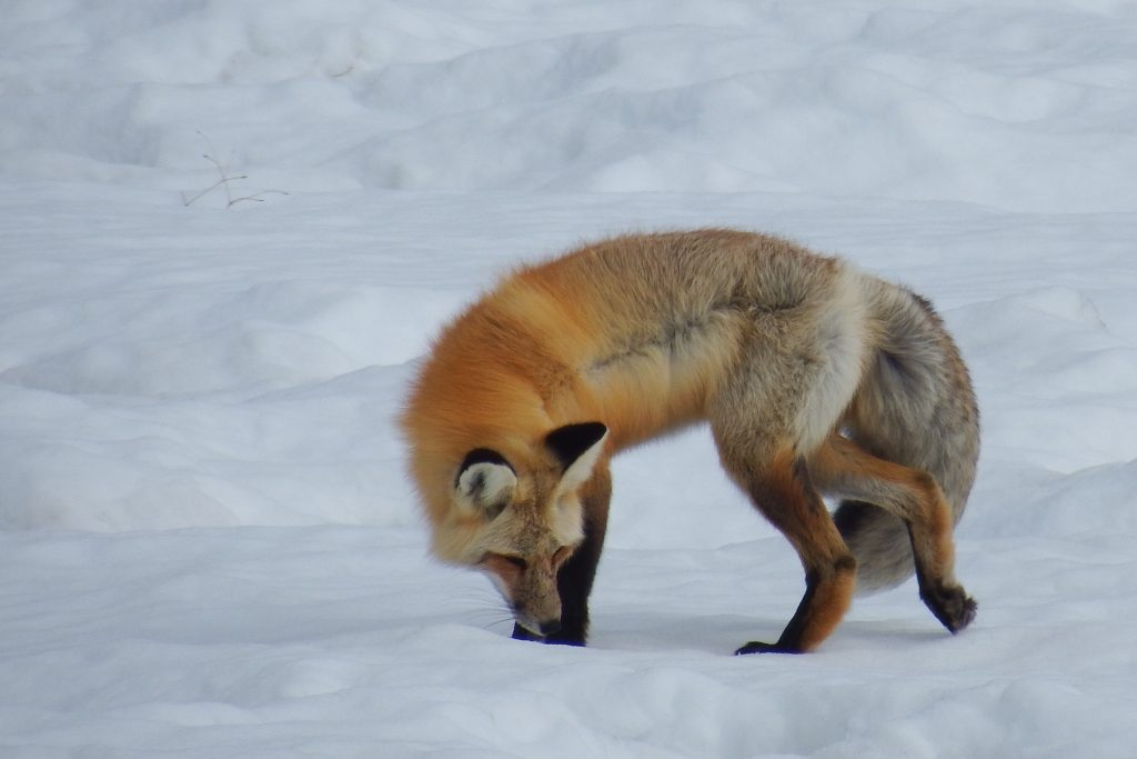 Red fox in the wind