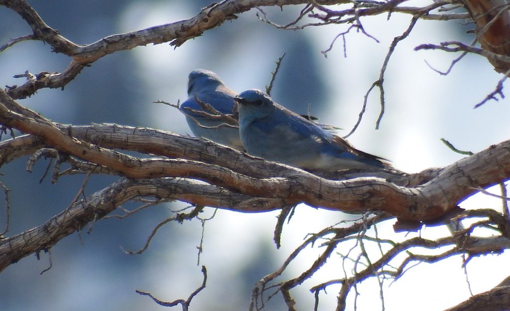 Mountain Bluebirds