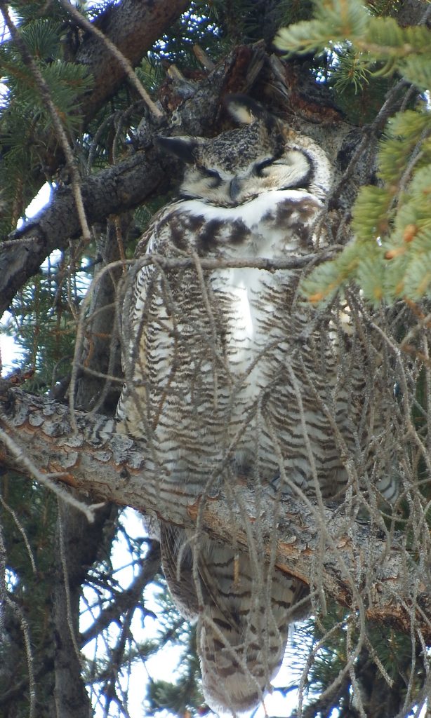Sleeping Great Horned Owl