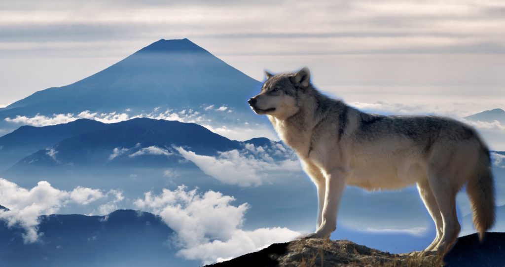 Japanese wolf