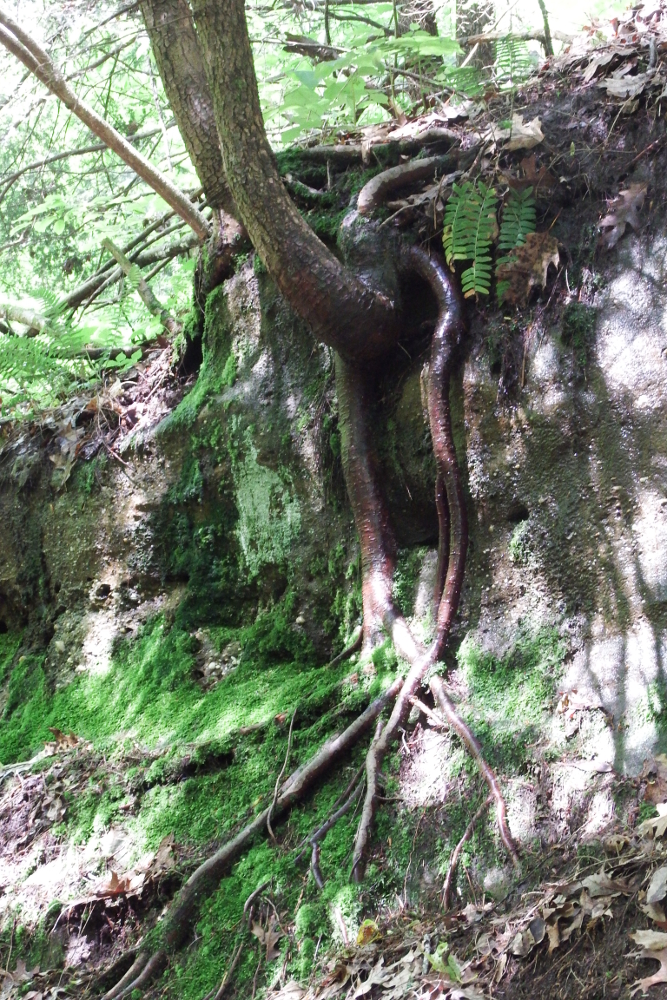 Tree on rock
