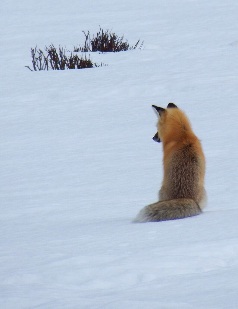 Sitting fox